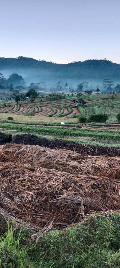 Sidemen rice terraces trek and local village walk - Should you book the Sidemen rice terraces walk?