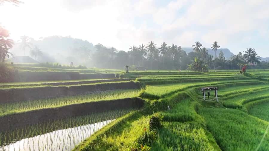 Sidemen rice terraces trek and local village walk - Starting at Ming Homestay or your central Sidemen hotel