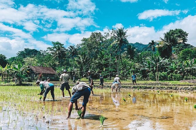 Sidemen Trekking: A Walk from a Different Perspective - Rice terraces, seasonal crops, and Mount Agung