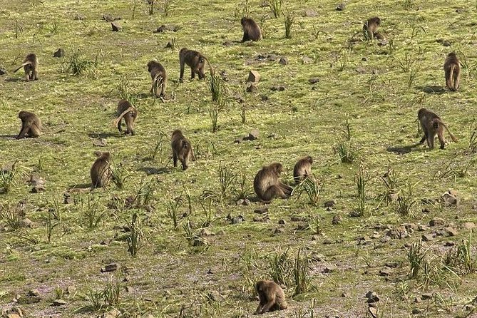 Simien Mountains National Park – 7 Day Trek - Day 4: Buwhit Pass at 4,200 meters