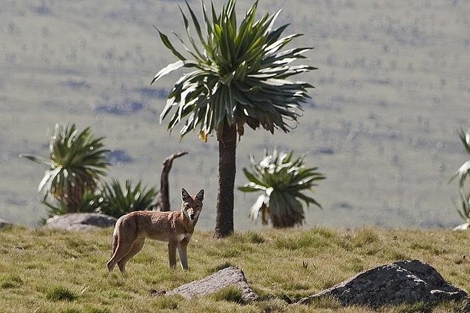 Simien Mountains National Park – 7 Day Trek - Day 6: Rivers, monkeys, and the climb to Mulit