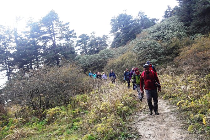 Singalila Ridge Trek from Darjeeling - 6 Days - Day 6: A gentler walk to Rimbeek and the return to Darjeeling