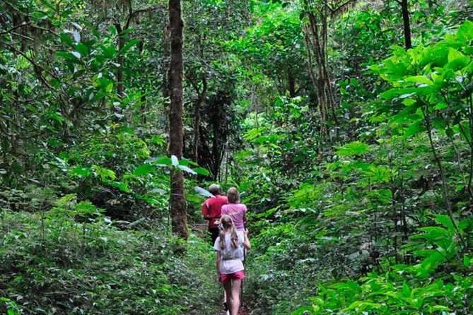 Sinharaja Rainforest Trekking Private Day Trip with Local Lunch - Why Sinharaja makes a worthwhile day from Bentota