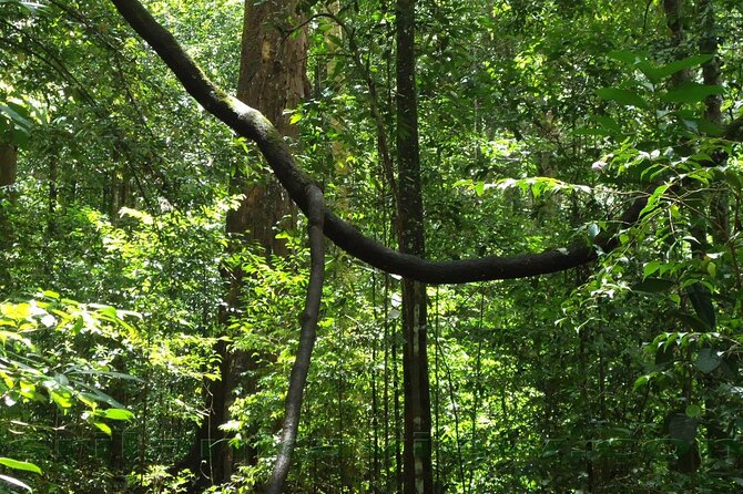 Sinharaja Rainforest Trekking Private Day Trip with Local Lunch - What the $120 price really covers