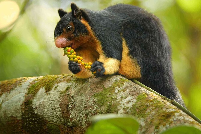 Sinharaja Rainforest Trekking Private Day Trip with Local Lunch - Who should book this rainforest trek