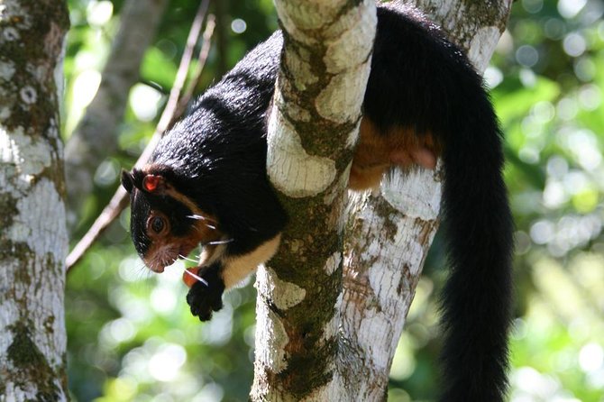 Sinharaja Rainforest Trekking Private Day Trip with Local Lunch - Waterfalls, wet paths, and the leech-sock advantage