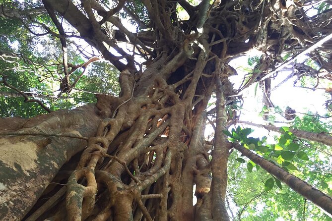 Small-Group Trekking Experience in Daintree National Park - Why this Daintree walk feels different