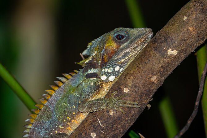 Small-Group Trekking Experience in Daintree National Park - Searching for cassowaries and tree kangaroos