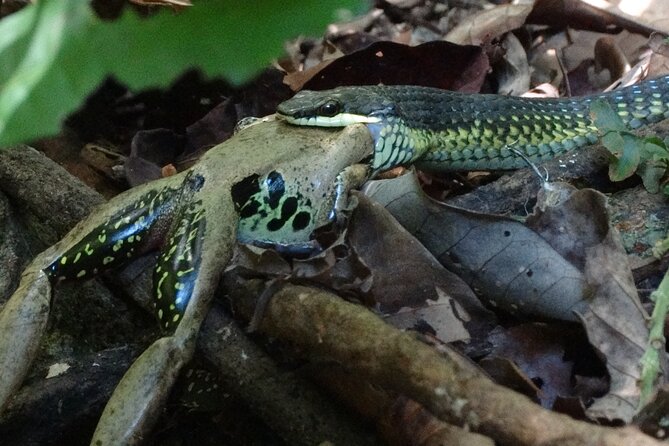Small-Group Trekking Experience in Daintree National Park - Two hours of science with a fair-dinkum edge