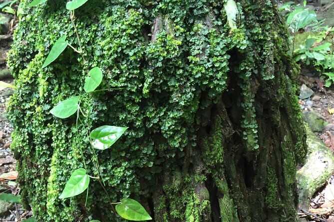 Small-Group Trekking Experience in Daintree National Park - What the $53.79 price delivers