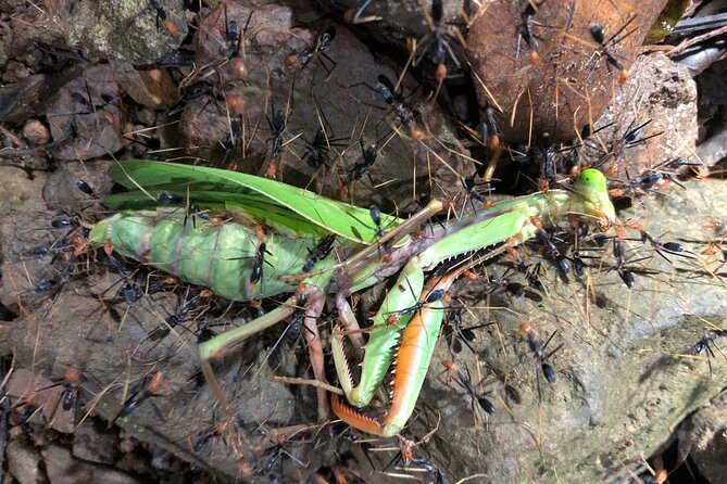 Small-Group Trekking Experience in Daintree National Park - Who should book this Cape Tribulation experience