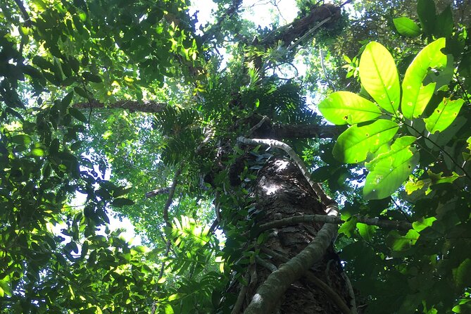 Small-Group Trekking Experience in Daintree National Park - Practical details for planning your day