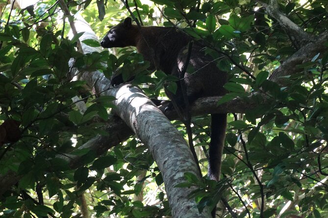 Small-Group Trekking Experience in Daintree National Park - Walking the private reserve without a boardwalk
