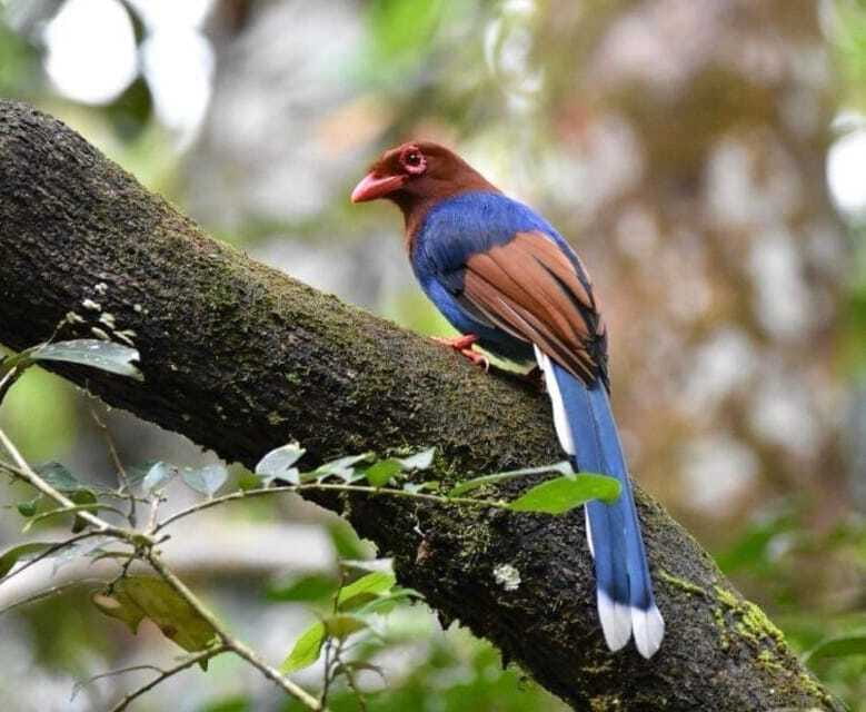 Sri Lanka : Sinharaja Rainforest Guided Trek with Pickup - Languages, group size, and flexibility