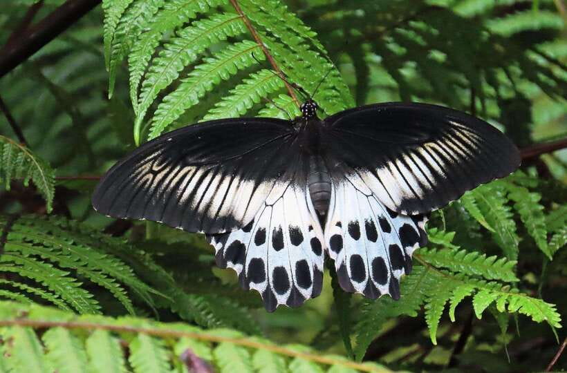 Sri Lanka : Sinharaja Rainforest Guided Trek with Pickup - Why Sinharaja rewards a slow walk