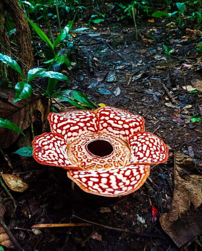 Tambunan: Rafflesia Flower Trekking with Rustic Lunch - Key points at a glance