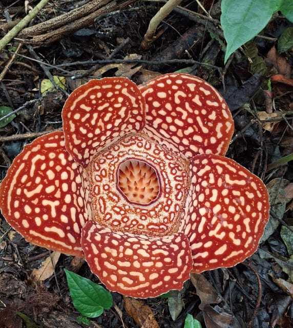 Tambunan: Rafflesia Flower Trekking with Rustic Lunch - What the guides add to the day