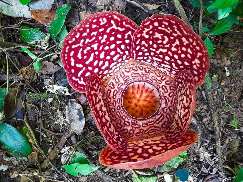 Tambunan: Rafflesia Flower Trekking with Rustic Lunch - Who will enjoy this most