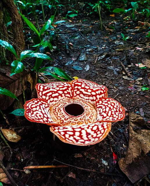 Tambunan: Rafflesia Flower Trekking with Rustic Lunch - Booking advice for a seasonal flower