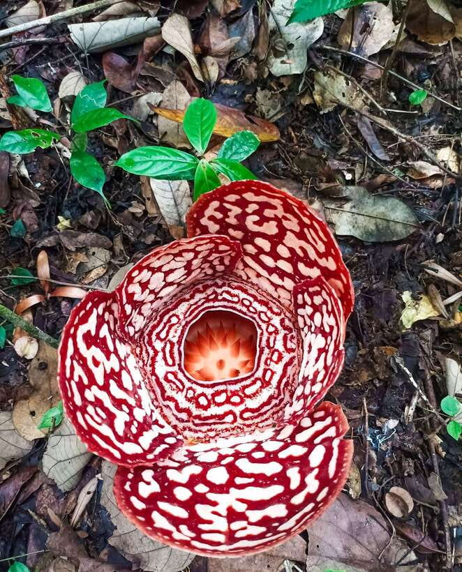 Tambunan: Rafflesia Flower Trekking with Rustic Lunch - From Kota Kinabalu to the Tambunan hills