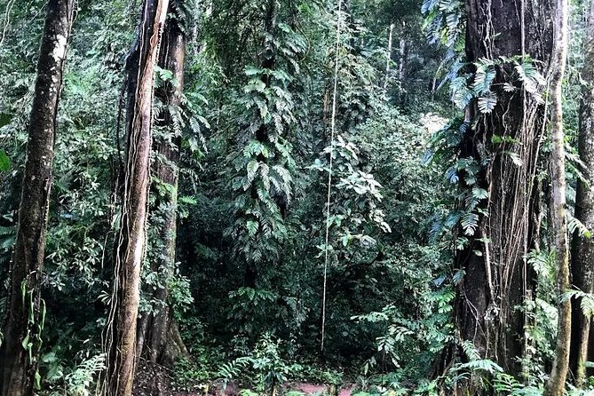 The Ultimate Hiker’s Choice - 5 days forest trek with homestay and camping - What five days in the Nam Ha forest really means