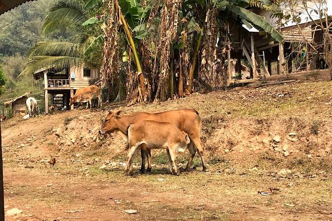 The Ultimate Hiker’s Choice - 5 days forest trek with homestay and camping - Who should book this forest trek