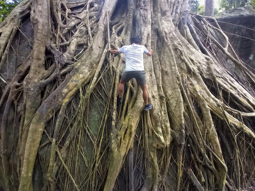 Tien Son Dinh 1-Day Trekking Tour Phu Quoc - The trees worth slowing down for