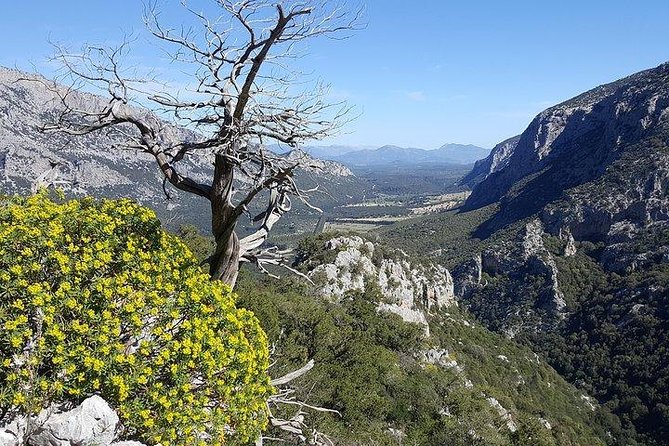 Tiscali mount guided hike - Plants, mouflons, and the feel of a wild mountain