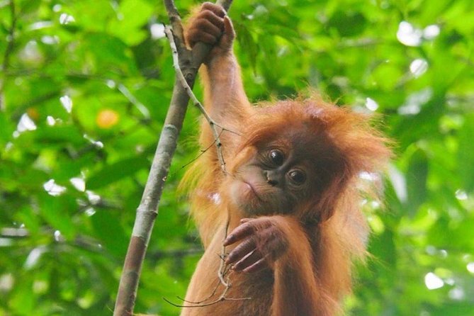 TOUR PACKAGE (jungle trekking, taxi, Room) 4 DAYS 3 NIGHTS in BUKIT LAWANG - Why this Bukit Lawang trip works well