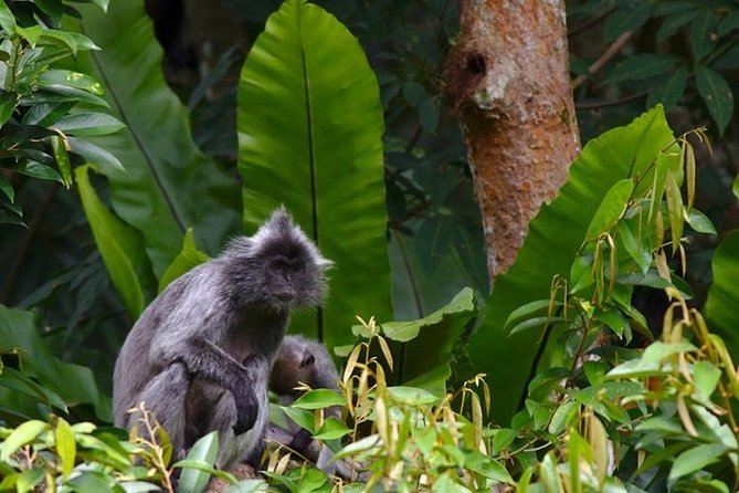 TOUR PACKAGE (jungle trekking, taxi, Room) 4 DAYS 3 NIGHTS in BUKIT LAWANG - Day 2: Orangutans and forest trails in Gunung Leuser