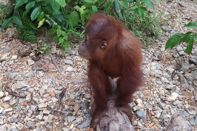 TOUR PACKAGE (jungle trekking, taxi, Room) 4 DAYS 3 NIGHTS in BUKIT LAWANG - Day 3: A shorter forest continuation and traditional rafting