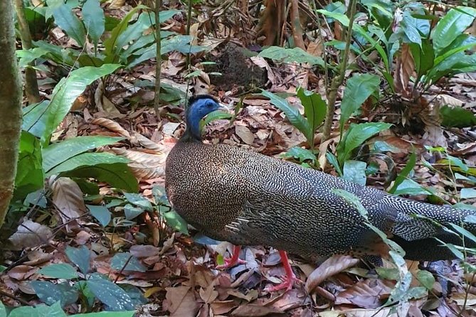 TOUR PACKAGE (jungle trekking, taxi, Room) 4 DAYS 3 NIGHTS in BUKIT LAWANG - Who should book this four-day jungle package?