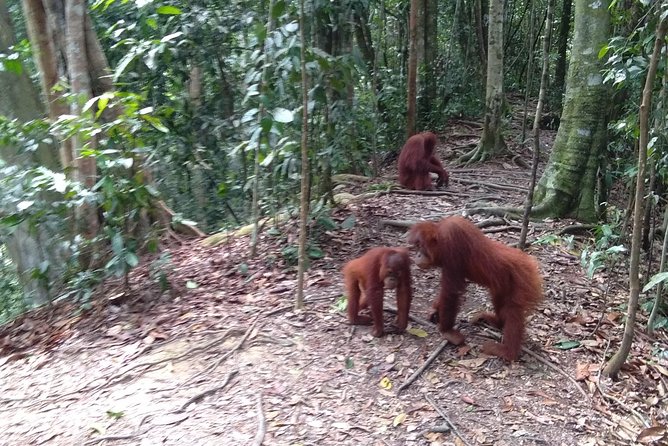 TOUR PACKAGE (jungle trekking, taxi, Room) 4 DAYS 3 NIGHTS in BUKIT LAWANG - Day 1: The four-hour road from Medan to Bukit Lawang
