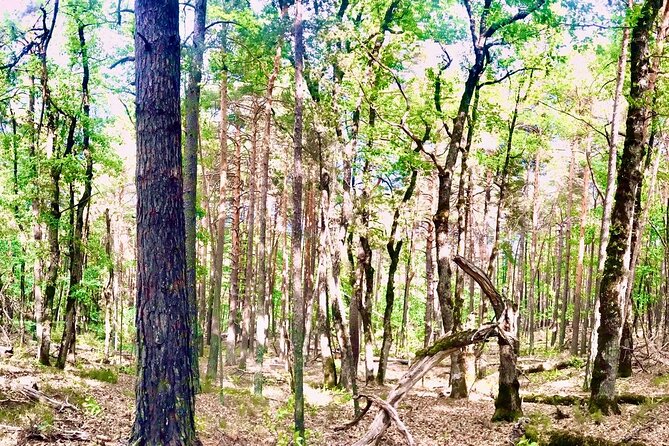 Tour with the Mountain Train, Trek to Mystic Forest and Castle - Key points to know before you book