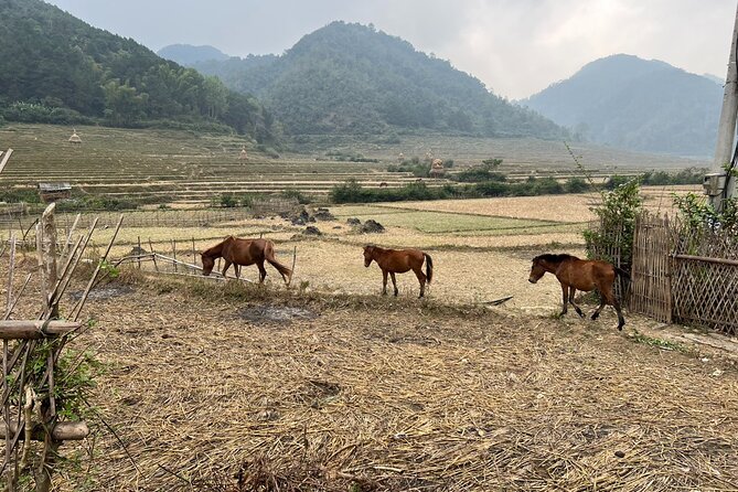 Trekking Ban Gioc Waterfall to Hidden Village on Unique Route - Walking through Bong Son Village