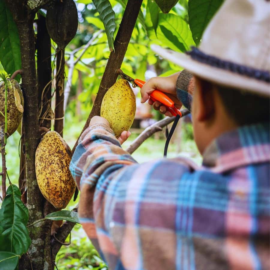Trekking History and Indigenous Heritage in Minca + Cacao & Coffee + Waterfall - Who should book this Minca outing