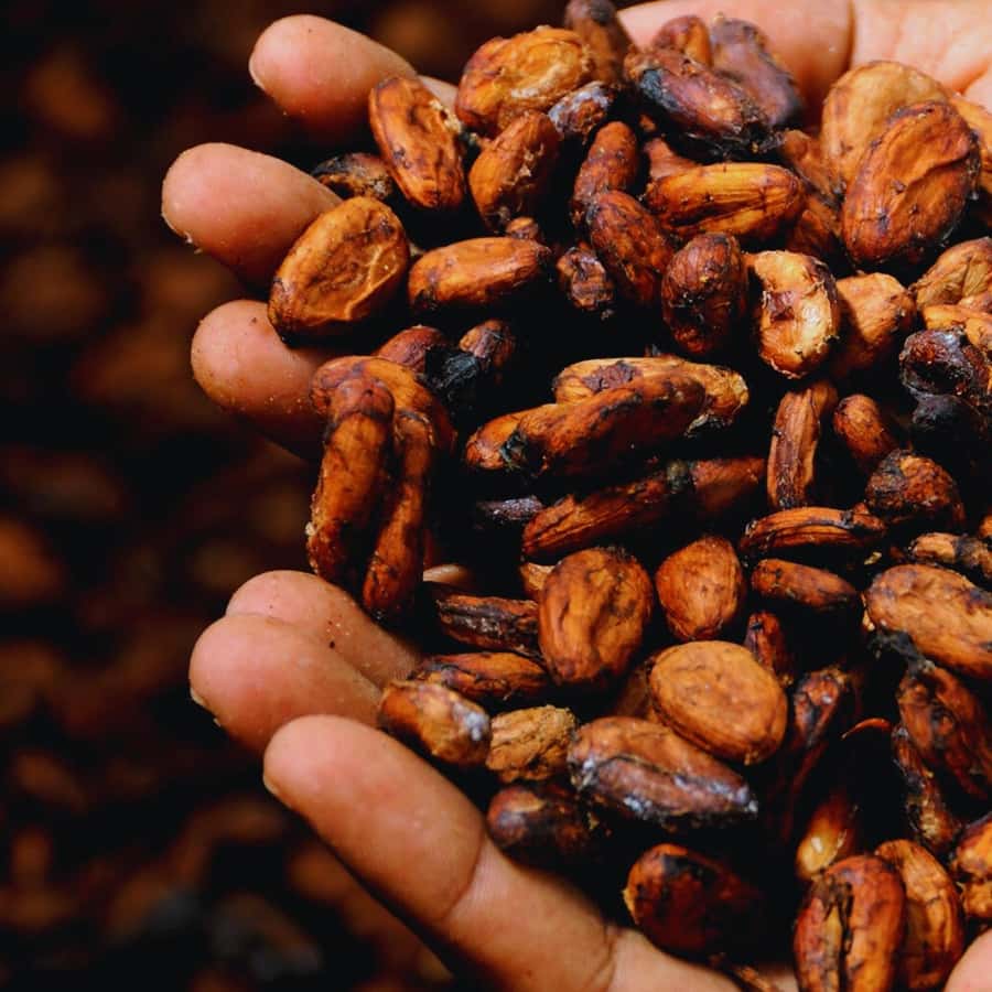 Trekking History and Indigenous Heritage in Minca + Cacao & Coffee + Waterfall - Practical preparation for the trail