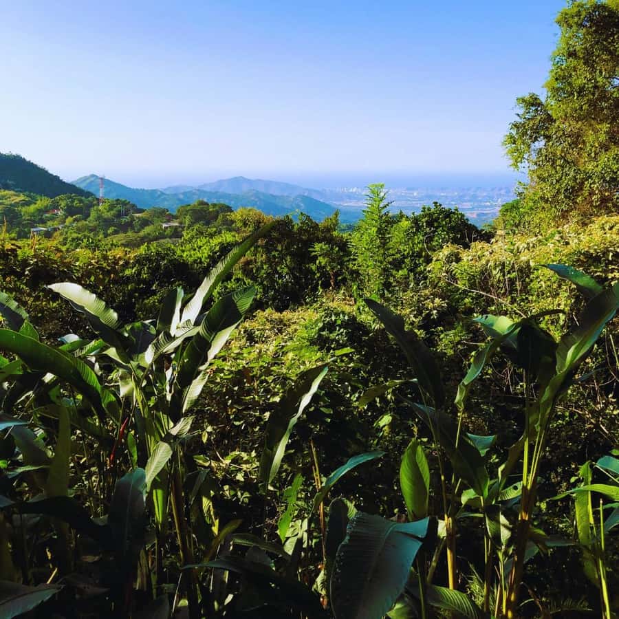 Trekking History and Indigenous Heritage in Minca + Cacao & Coffee + Waterfall - Should you book it?