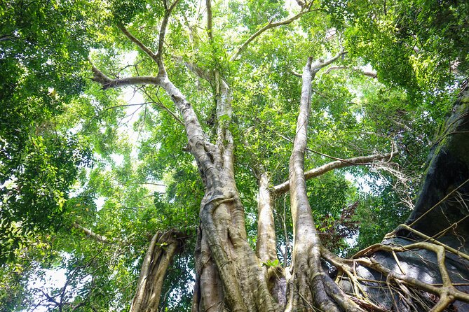Trekking Tien Son Dinh Phu Quoc - Who should book this Phu Quoc hike?