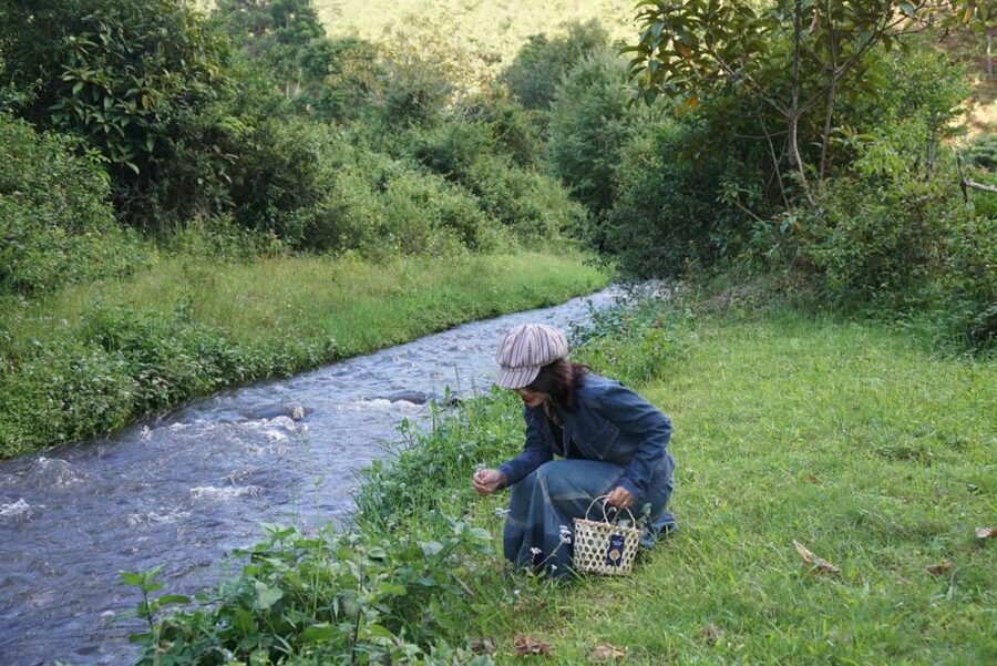 Trekking to Hidden Waterfall & Sturgeon Farm for dog-lovers - Walking with Twin Beans Farm’s dogs