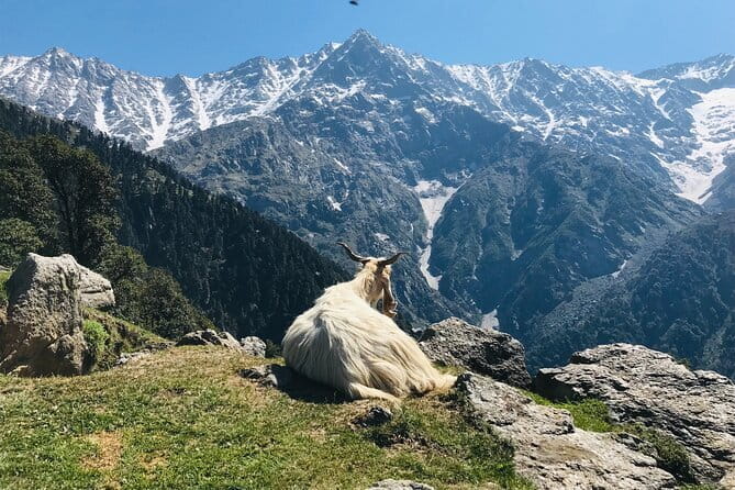 Triund Trek with Manu Adventures India - Sunrise before the descent