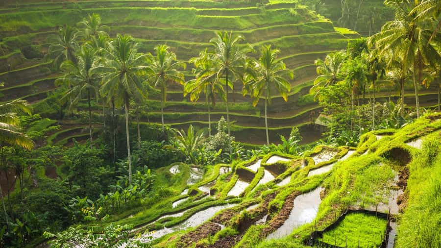 Ubud: Rice Terrace, Holy Water Temple & Waterfalls Trek Tour - Why this Ubud route works well in one day