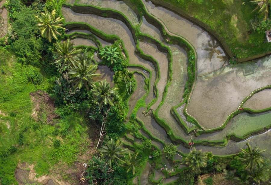 Ubud: Rice Terrace, Holy Water Temple & Waterfalls Trek Tour - Tibumana Waterfall for a cool break