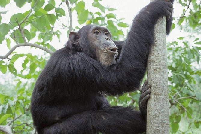 Uganda 4 days Gorilla Trekking - A 6:00 am start from Kampala