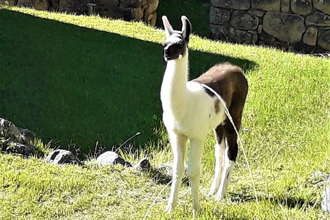 Ultimate Lares Trek & Inca Trail 5 days - Food, guides, and camp support