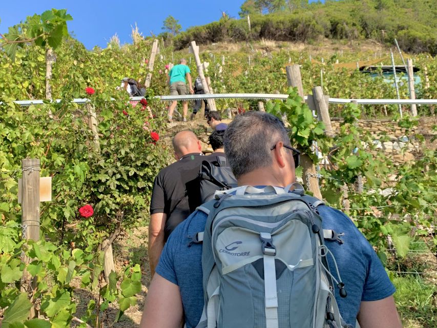 Vernazza: Panoramic Vineyard Trekking Tour w/ Wine Tasting - Key points to know before you book