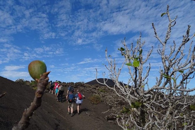 Volcano Trekking Tour (Timanfaya eruptions) - Lava fields, craters, and unusual rock forms