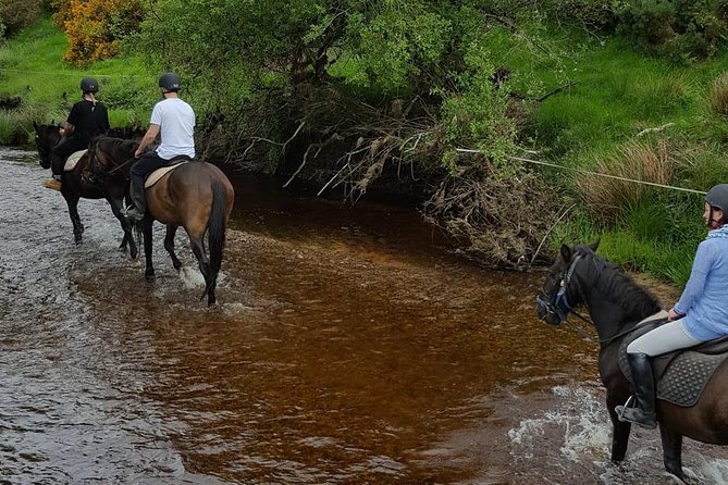 Wicklow Mountains Horse Trekking - Is $90.70 good value?