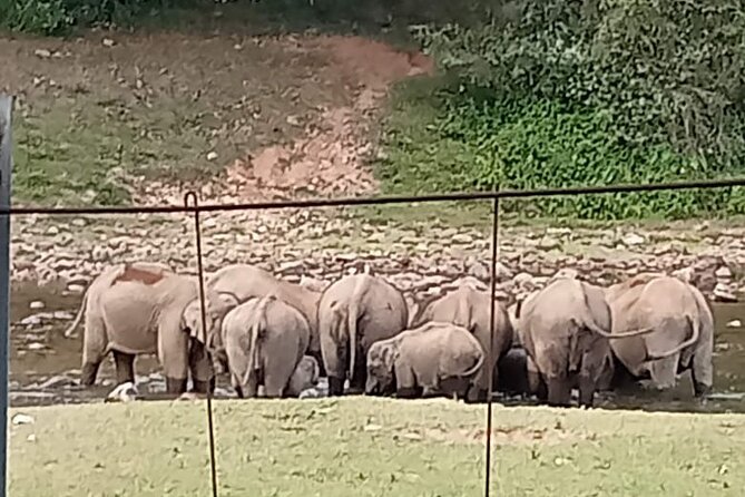 Wild Elephant Anakulam & Waterfalls Tour(munnar valley Trekking) - Tea country begins at Letchmi Estate