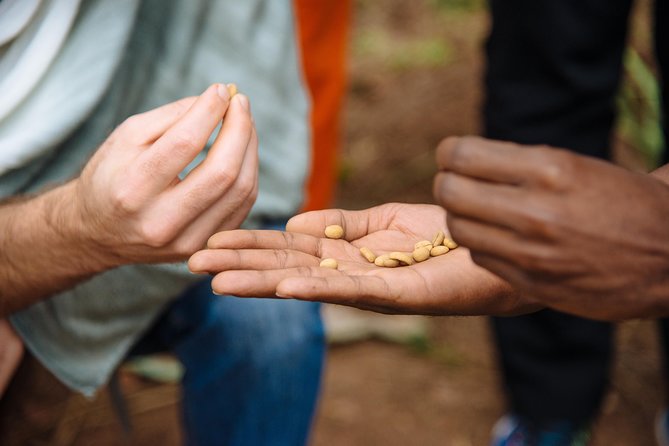 Women-led Coffee Farm Trek - Starting at Question Coffee Gishushu in Kigali